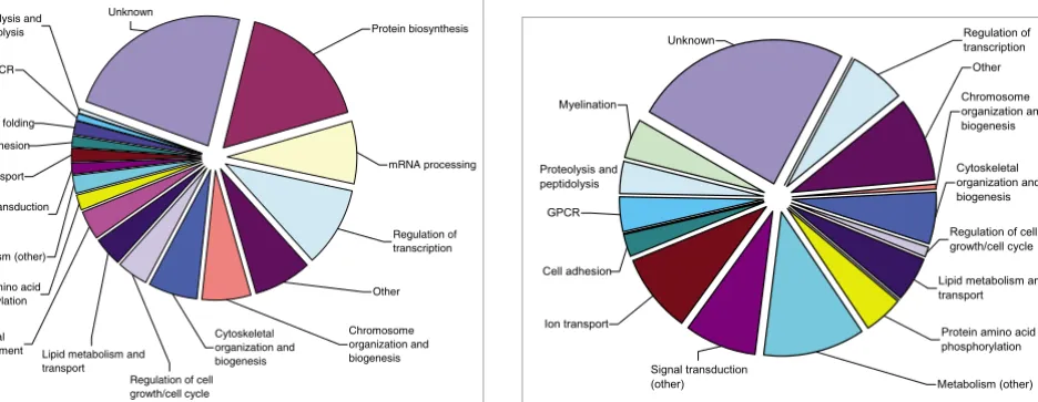 Figure 4miceDistribution of gene function among downregulated genes in P16 Nfia-/- 