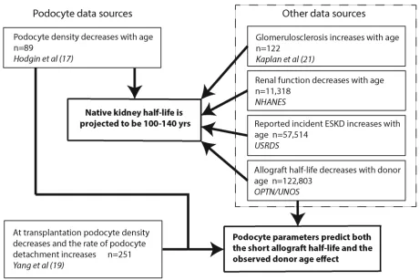 Figure 1. Overview of data sources. Podocyte data were derived from two recent reports dealing with podocytes in normal human aging (17) and in kidney transplantation (19)