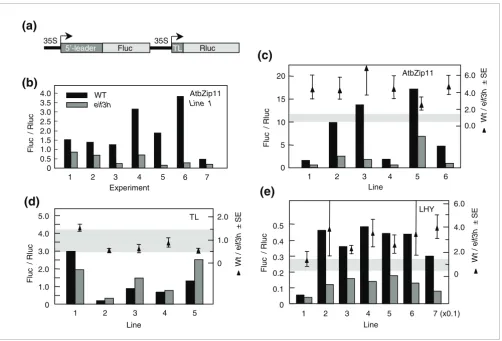 Figure 1eIF3h controls the translational efficiency of the AtbZip11 leader in stable, transgenic, reporter gene expression cassettesare shown