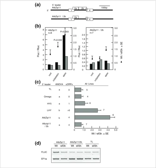 Figure 2uORF2b contributes to poor translatability of the AtbZip11 leader in the eif3h mutantuORF2b contributes to poor translatability of the AtbZip11 leader in the eif3h mutant