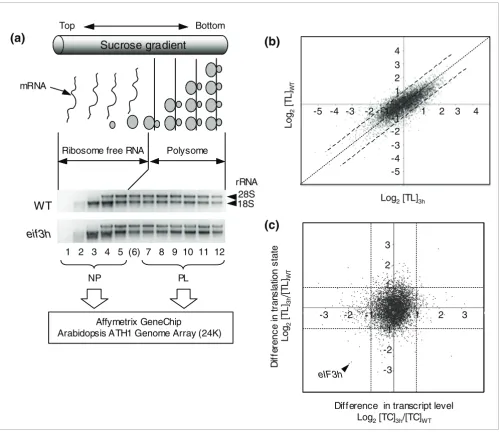 Figure 3eif3h electrophoresis and visualization of ribosomal RNAs with ethidium bromide