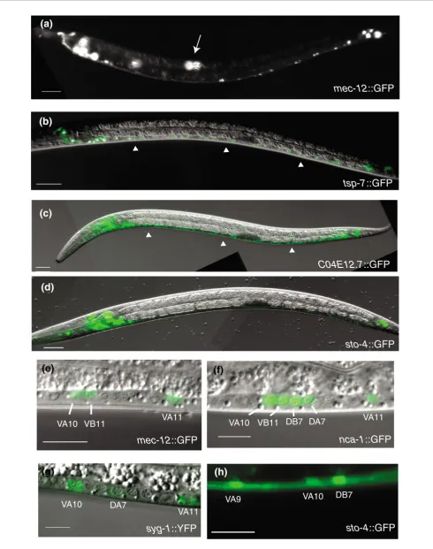 Figure 6 (see legend on previous page)