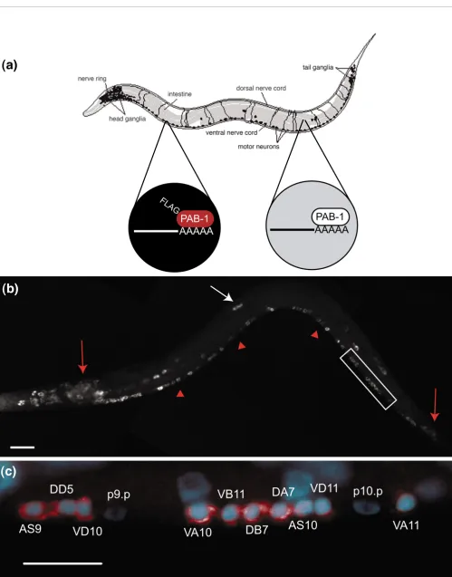 Figure 1 (see legend on previous page)