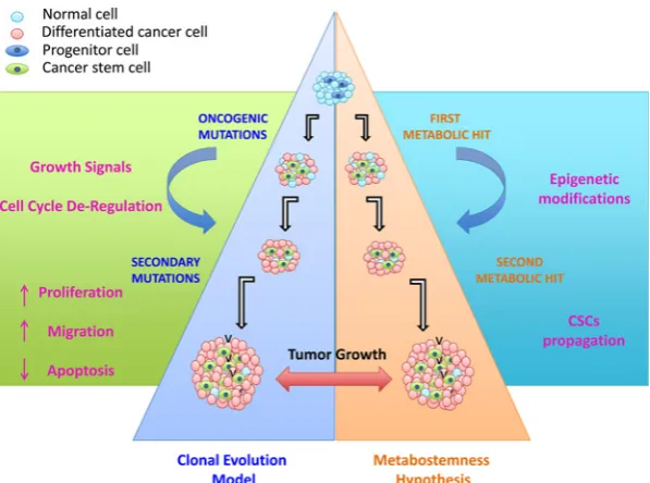 Figure 1. Metabolism drives stemness features and tumor heterogeneity.Advanced genome sequencing techniques have clarisubclones arising from primitive mutations