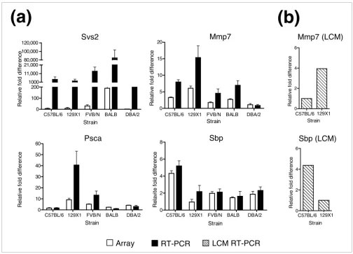 Figure 3Analysis of strain-dependent differences in prostate gene expression by qRT-PCRAnalysis of strain-dependent differences in prostate gene expression by qRT-PCR