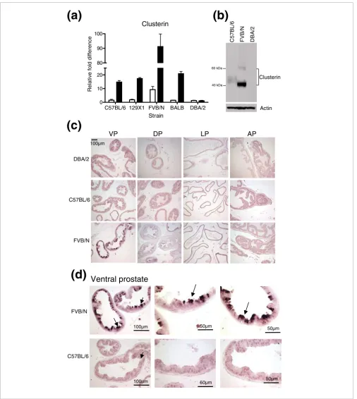 Figure 4Clusterin is highly expressed in the FVB/N strain