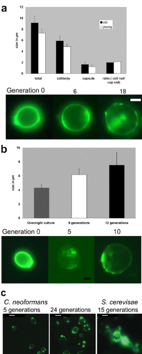 FIG. 1. Phenotypic characterization of senescent CandformansThe increase is progressive over generations, as shown in FITC-stained, biotin-labeled cells