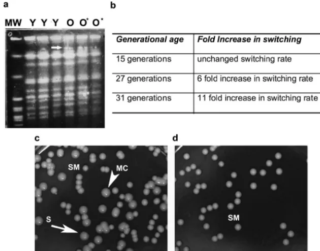 FIG. 2. Phenotypic switching rate is augmented in senescent RC-2 cells. (a) Karyotype analysis of young (Y) and old (O �old switched MC)to young (Y) cells