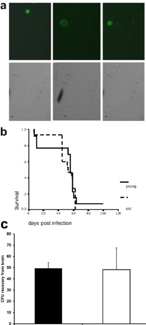 FIG. 3. In vivo detection, survival, and migration of senescent cells.(a) Biotin-positive cells in lung homogenates from mice infected for 14