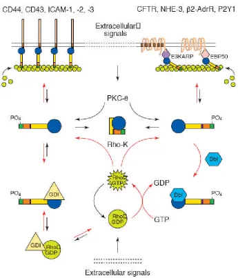 Figure 1.5. A model of ERM involvement in various signalling pathways.Extracellular signals lead to activation of ERM proteins through phosphorylatingbinding partners such as Rho kinase, PKC and PI(4,5)P2
