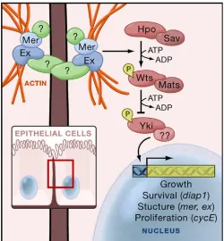Figure 1.7. The Hippo pathway in Drosophila epithelial cells. A membrane receptor,possibly Fat, activates DMerlin and expanded, which in turn regulate the Hipposignalling pathway
