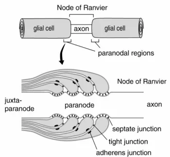 Figure 1.13. At the paranode, glia form septate-like junctions with the axon. Betweenparanodal loops are tight junctions and adherens junctions