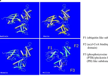 Figure 1.16. Structural domains present in the Band 4.1 superfamily. The FERMdomain is the only confirmed domain in Willin