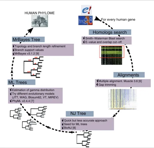 Figure 1Schematic representation of the phylogenetic pipeline used to reconstruct the human phylome