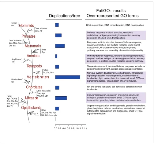 Figure 3Estimates for the number of duplication events occurred at each major transition in the evolution of the eukaryotes