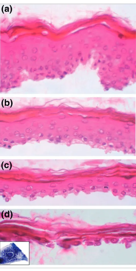 Figure 1Histological analysis of epidermis samples