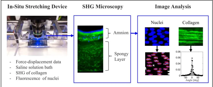 Fig. 1: In-situ experimental setup, showing the stretching device positioned under the multiphoton microscope and a representative micrograph of an imaged specimen with the interface layer