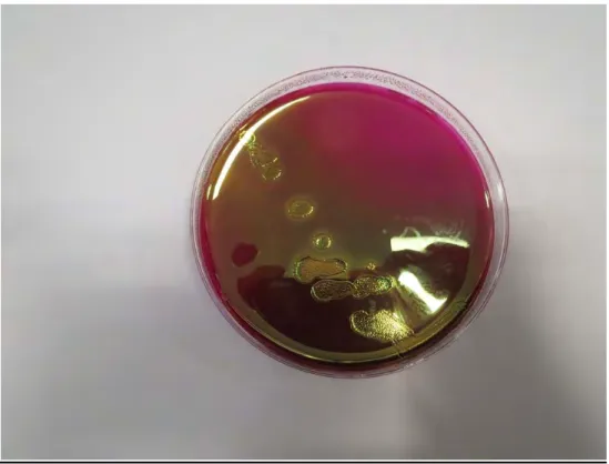 Figure 7 - Example mEndo agar test plate with E.coli ATCC 25922