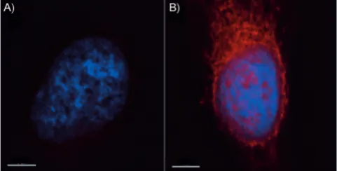 Figure 2. A) DMSO control nucleus stained with Dapi (blue); B) Cyclic pep-tide 8 visualised in fixed permeabilised HeLa cells (red; pink when over-lapped with nucleus)