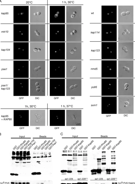 FIG. 4. The mutation of the �protein expressed from the high-copy plasmid pME2846 under the control of thestrains by ﬂuorescence microscopy (GFP) and DIC microscopy