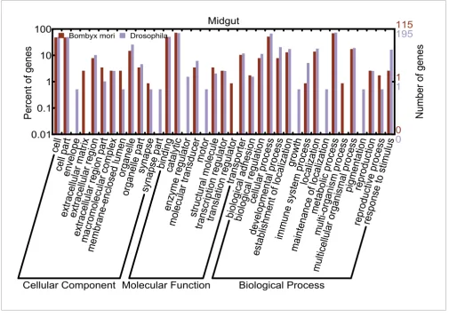 Figure 6GO categories of midgut-specific genes from late larval silkworm and Drosophila