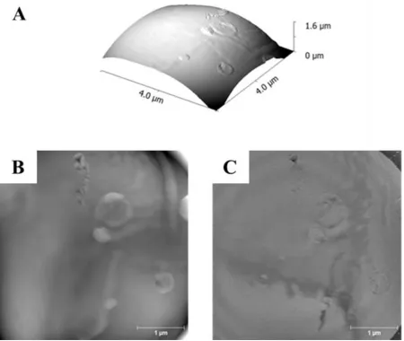 FIGURE 8 Peak Force QNM AFM analysis of a spray-dried 30/25/45 API/PLGA/PVP 