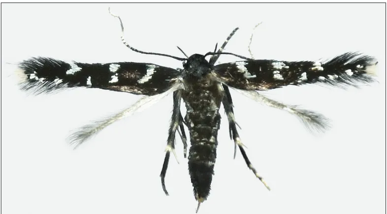 Figure 3. A neighbour-joining tree of four barcoded specimens of Eulamprotes gemerensis with a scale bar showing genetic distance between sequences.