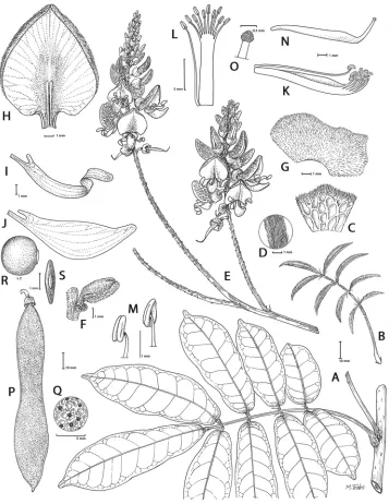 Figure 3. Sigmoidala kityana (Craib) J.Compton & Schrire. A Habit B young leaf C lower surface of leaf D leaflet detail of hairs E inflorescence F flower bud with bracteole and pedicel G calyx external surface H standard petal inner surface I wing petal J 
