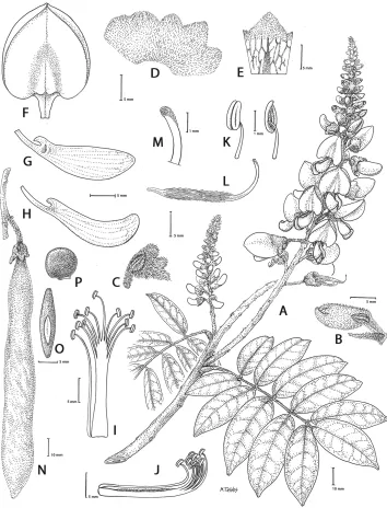 Figure 4. Nanhaia speciosa (Champ. ex Benth.) J.Compton & Schrire. A Habit B flower bud with bract and bracteole C calyx exterior and bracteole D detail of calyx exterior E detail of calyx interior F standard petal G wing petal H keel petal I staminal colu