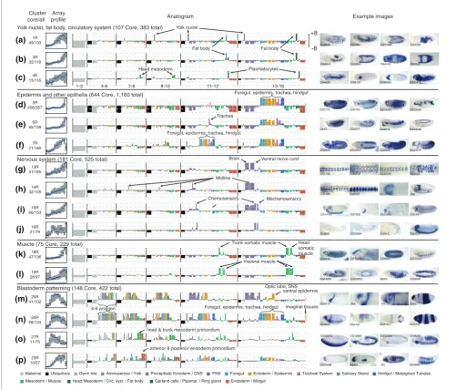 Figure 6Overview of the restricted expression patterns