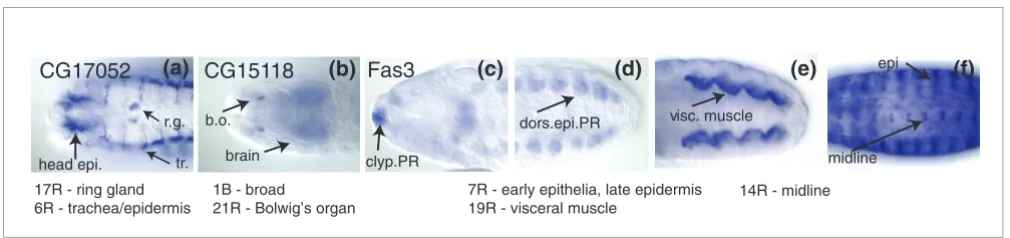 Figure 7Genes classified in multiple clusters
