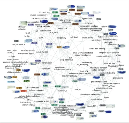 Figure 10Network representation of the relationship between gene expression and gene function