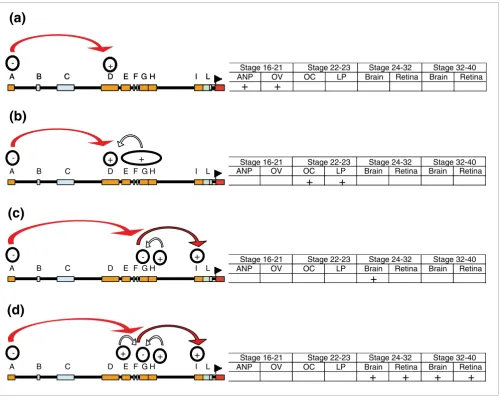 Figure 6Summary of the regulatory code that control the entire expression of olSix3.2