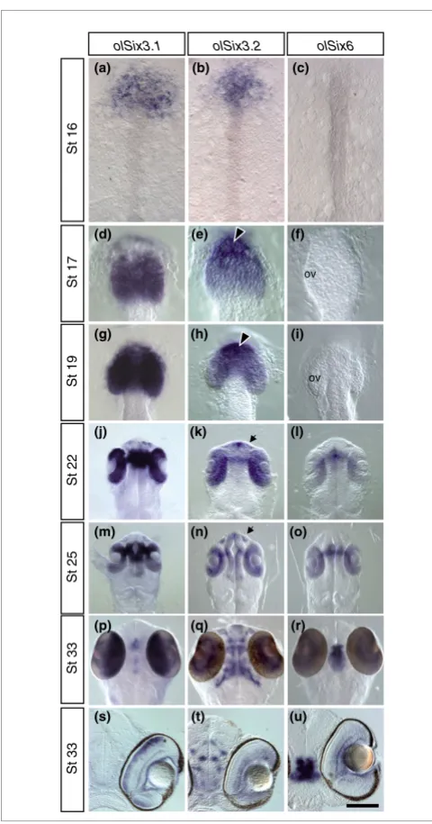Figure 1during embryonic developmentComparative analysis of olSix3.1, olSix3.2, and olSix6 expression pattern Comparative analysis of olSix3.1, olSix3.2, and olSix6 expression pattern during embryonic development