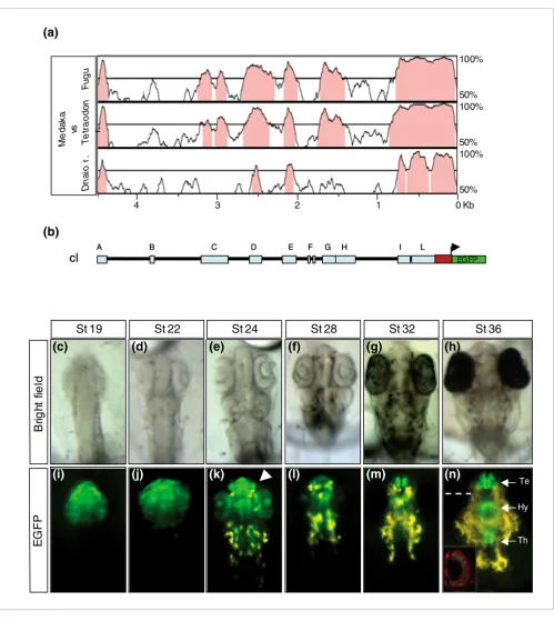 Figure 2cisconserved among the four species are indicated in pink. Bright field images; and construct drives EGFP reporter expression to the same The -regulatory elements responsible for the olSix3.2 expression are contained in a 4.5 kb genomic regionThe c