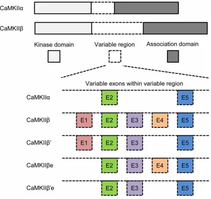 Figure 1. Schematic representation of individual isoforms of CaMKII variants. CaMKIIα and CaMKIIβ differ most in the variable region (They are products of different genes and have minor differences in the kinase and association domain which are not represe