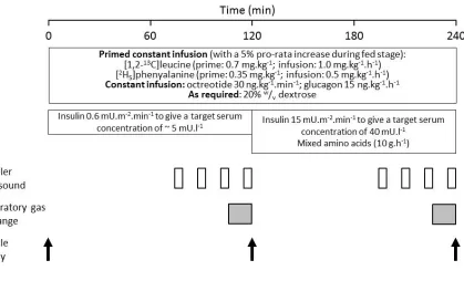 Figure 1: Study protocol for the measurement of muscle protein synthesis and leg 