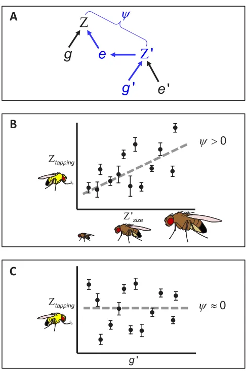 Figure 1. Cryptic indirect genetic effects (IGEs). (A) The traditional path diagram illustrating IGEs that occur when the phenotype of oneapproaches can indicate whether previously speciﬁed traits have potential to experience unusual evolutionary dynamics 