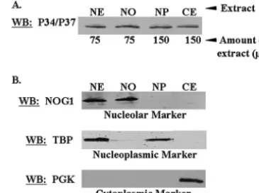 FIG. 2. P34 and P37 are present in the nucleolar fraction of pro-cyclic cells. Wild-type procyclic cells were fractionated into whole nu-