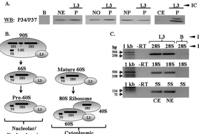 FIG. 3. P34 and P37 associate with 60S protein L3. Immune capture experiments speciﬁc to L3 were performed with whole nuclear, nucleolar,nucleoplasmic, and cytoplasmic extracts