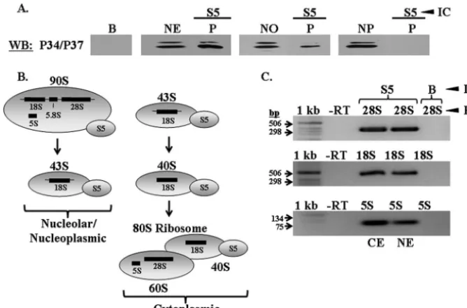 FIG. 4. P34 and P37 associate with S5 in whole nuclear and nucleolar extracts. Wild-type procyclic whole nuclear, nucleolar, and nucleoplasmicextracts were used for immune capture experiments speciﬁc for 40S protein S5