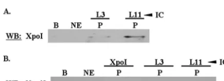 FIG. 5. P34 and P37 associate with L11. Wild-type procyclic nuclear, nucleolar, nucleoplasmic, and cytoplasmic extracts were used for immunecapture experiments speciﬁc for L11