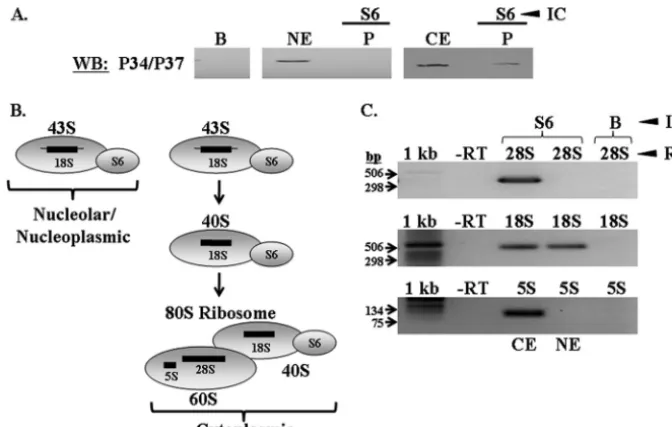 FIG. 10. P34 and P37 associate with 40S protein S6 in cytoplasmic extracts. Immune capture experiments speciﬁc to S6 were performed usingwild-type whole nuclear and cytoplasmic extracts