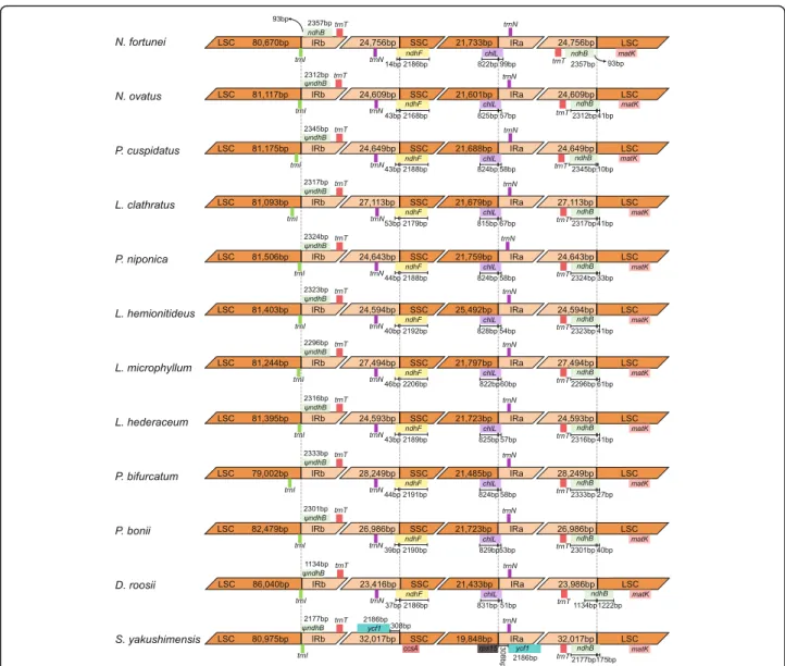 Fig. 3 Comparison of the border positions of LSC, SSC, and IR regions among the plastomes of Polypodiaceae species