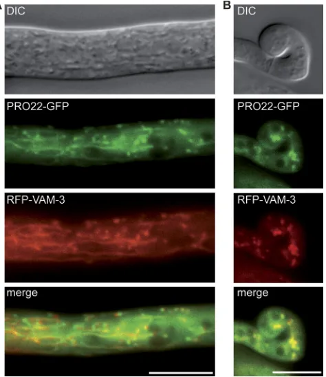 FIG. 6. Quantitative real-time PCR analysis of pro22els. The wild type was grown under vegetative and sexual growthconditions