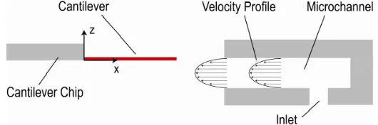 Figure 2. Schematic of the experimental setup. A Poiseuille flow profile is established in the