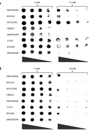 Fig 1. Tolerance to formic acid of Saccharomyces spp on solid medium using (A) YPD media withformic acid 0 and 35 mM; (B) YNB media with formic acid 0 and 20 mM