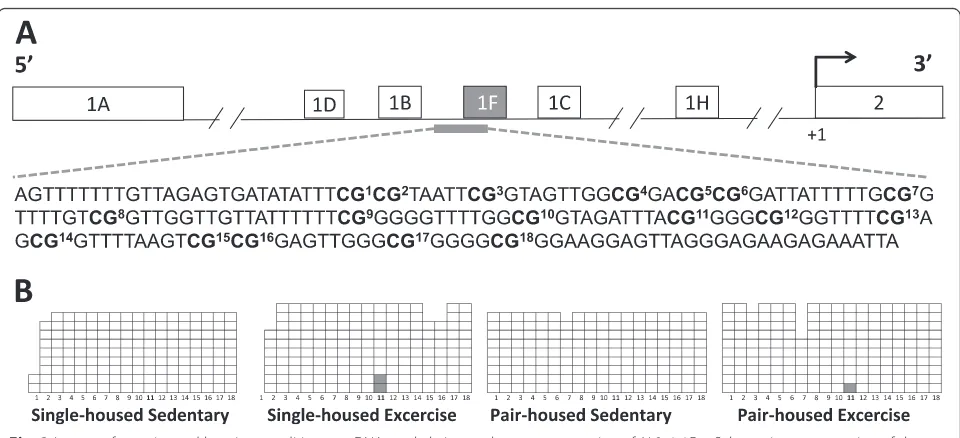 Fig. 3 Impact of exercise and housing conditions on DNA methylation at the promoter region ofCpGs it contains highlighted.or remained sedentary
