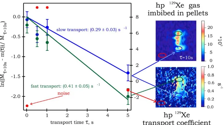 Figure 4. Linear fitting analysis of hp 129Xe transport in pellets using transport weighted images displayed in Fig-ure 3b.