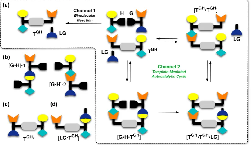 Figure 1.7(a) Cartoon representation of a minimal model of self-replication exploiting an informationalleaving group (ILG) strategy